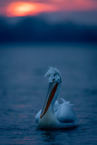 Close-up of pelican