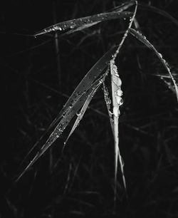 Close-up of water drops on spider web