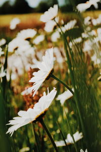 Close-up of white flowers