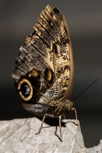 An owl butterfly , caligo, from the nymphalidaefamily,