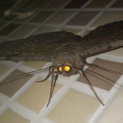 High angle view of insect on metal