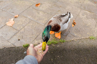 Person hand feeding a duck 
