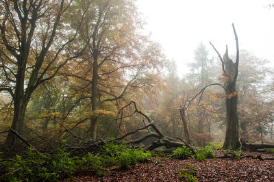 Trees in forest