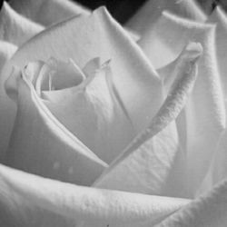 Close-up of white flowers