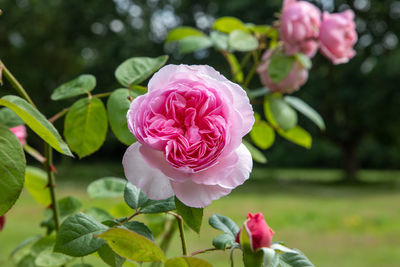 Close-up of pink rose