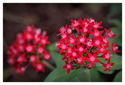 Close-up of red flowers blooming outdoors