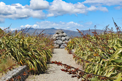 Plants growing on field against sky