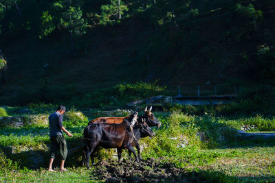 Indian farmer ploughing rice fields with a pair of oxes using traditional plough at sunrise.