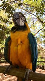 Low angle view of a bird perching on tree