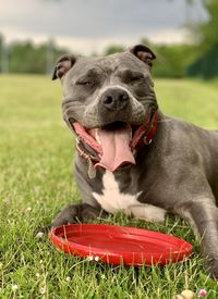 Portrait of a happy amstaff dog on field