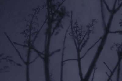 Close-up of bare branches