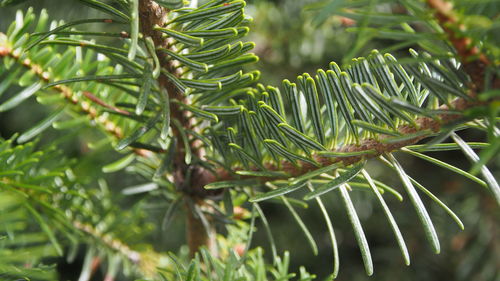 Close-up of fresh green leaves