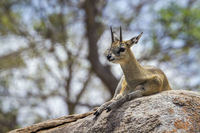 Close-up of klipspringer resting on rock