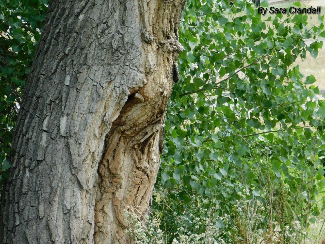 plant, tree, tree trunk, trunk, nature, growth, leaf, plant part, green color, close-up, plant bark, no people, day, outdoors, textured, land, forest, animal, animal themes, botany, bark, textured effect, rainforest