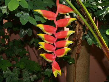 Close-up of flowers blooming outdoors