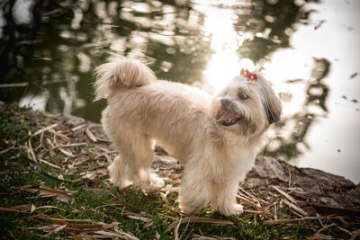 View of dog standing on field