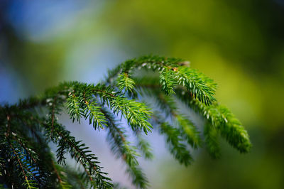 Close-up of pine tree leaves