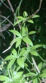 Close-up of wet plant leaves