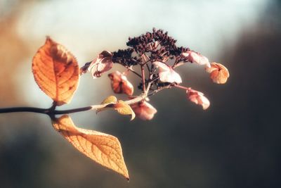 Close-up of flower tree against sky