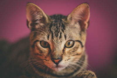 Close-up portrait of a cat