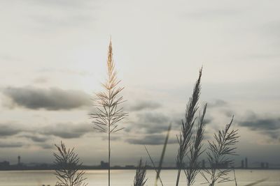 Close-up of plants on field against sky