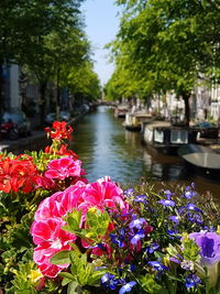Close-up of flowering plants by canal