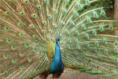 Peacock feathers