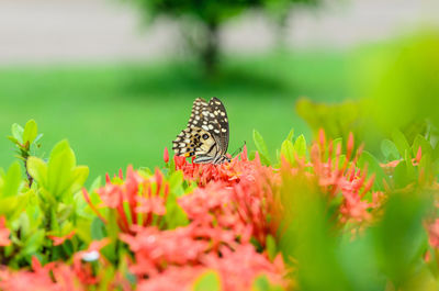 Butterfly pollinating on flower