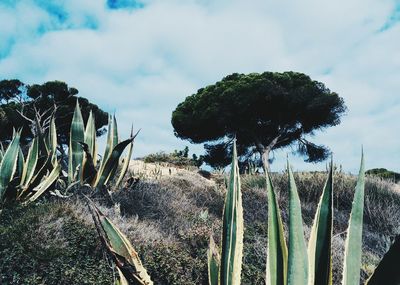 Close-up of cactus growing on field against sky