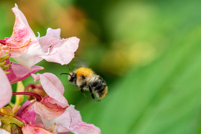 Close-up of bee pollinating on flower