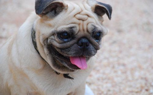 Close-up portrait of pug