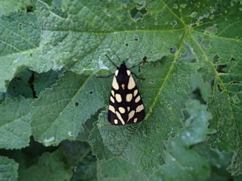 Close-up of butterfly on leaf