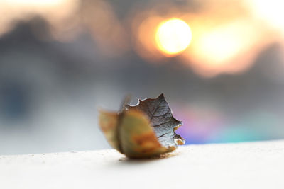 Close-up of dry leaves on table