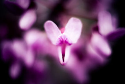 Close-up of flowers against blurred background