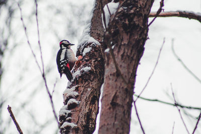 Low angle view of bird perching on tree