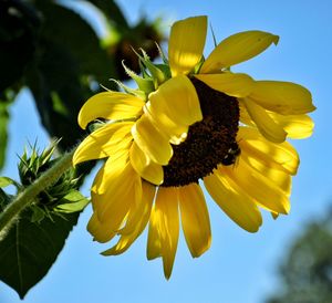 Close-up of sunflower