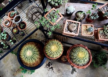 High angle view of succulent plants on floor