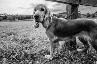 Dog tied up to fence on field