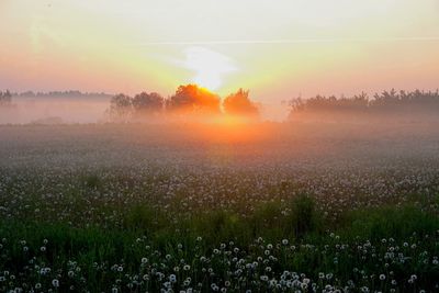 Scenic view of field against sky during sunset