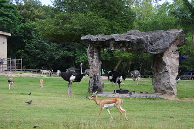 View of birds on grassy field