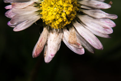 Close-up of yellow flower blooming outdoors