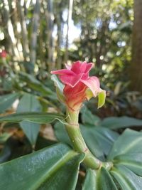 Close-up of pink flower blooming outdoors