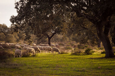 View of sheep grazing in field