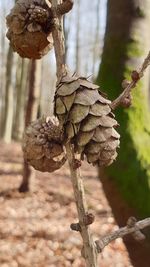 Close-up of pine cone on tree