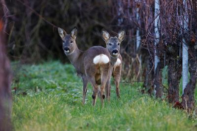 Deer standing on field