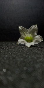 Close-up of white flower on table against black background