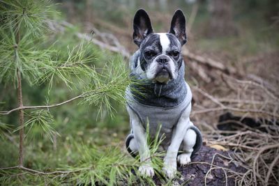 Portrait of a dog on field