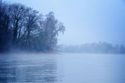 Bare trees in foggy weather