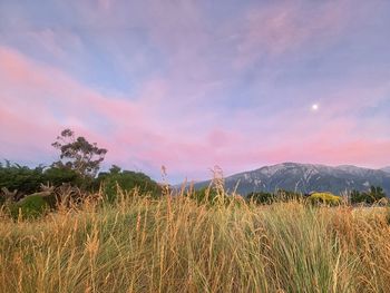 Scenic view of field against sky at sunset