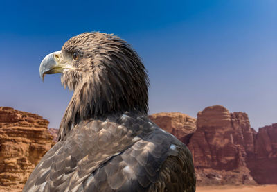 Portrait of a falcon  in front of the rocks of the desert wadi rum